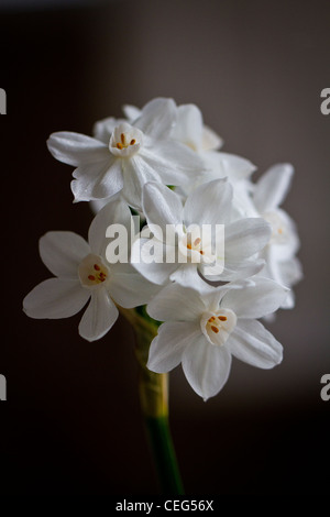 Weiße Paperwhite Ziva Blumen auf schwarzem Hintergrund, natürliches Tageslicht aus einem nahe gelegenen Fenster Stockfoto