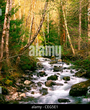 Kaskadierung Stromschnellen des Rocky Bach Bach, Olympic National Forest, Washington State Stockfoto