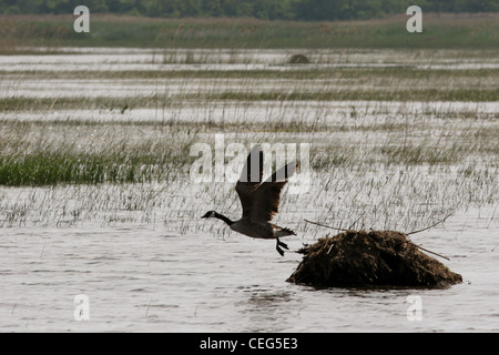 Sanada Gans wegfliegende Bisamratte Lodge Magee Marsh Ottawa Wildlife refuge ohio Stockfoto