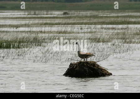 Sanada Gans wegfliegende Bisamratte Lodge Magee Marsh Ottawa Wildlife refuge ohio Stockfoto