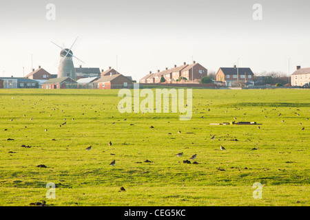 Eine Herde von Goldregenpfeifer Pluvialis Apricaria auf einem Feld bei Whitburn zwischen Sunderland und Newcastle, UK Stockfoto