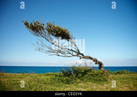 windgepeitschten Baum auf die jamaikanische Küste Stockfoto