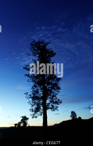Bäume gegen Abend Abendrot Stockfoto