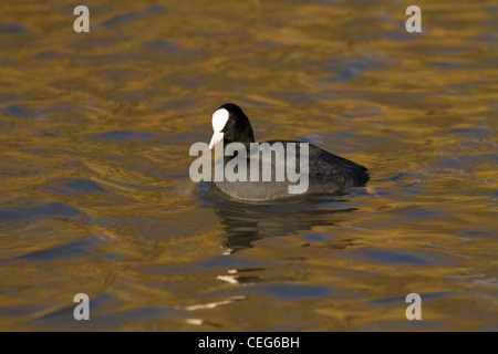 Blässhuhn (Fulica Atra), Erwachsene, schwimmen auf dem Wasser, Slimbridge, Gloucestershire, England, Januar Stockfoto