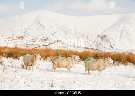 Schafe auf Wansfell über Ambleside im Lake District, UK, mit Blick auf die Kentmere Fells. Stockfoto