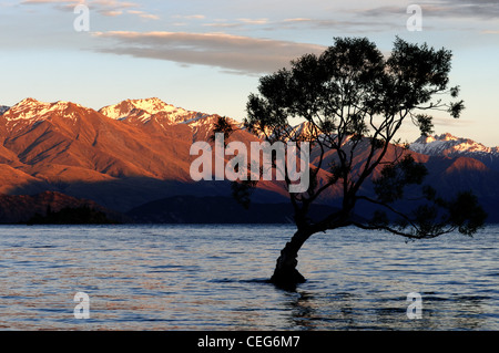 Ein kleiner Baum auf einem Felsen im Lake Wanaka, Neuseeland Wanaka Stockfoto