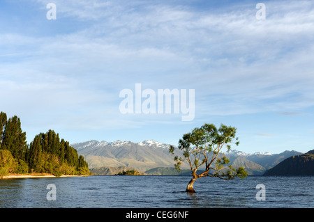 Ein kleiner Baum auf einem Felsen im Lake Wanaka, Neuseeland Wanaka Stockfoto