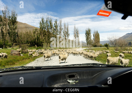 Schafe, die Sperrung der Straße in Mount Aspiring National Park, Neuseeland Stockfoto