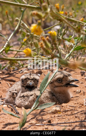 Stein-Brachvogel Küken auf Sand in der vegetation Stockfoto