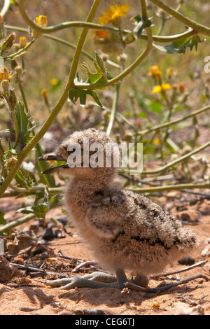 Stein-Brachvogel Küken auf Sand in der vegetation Stockfoto