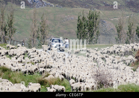 Schafe, die Sperrung der Straße in Mount Aspiring National Park, Neuseeland Stockfoto
