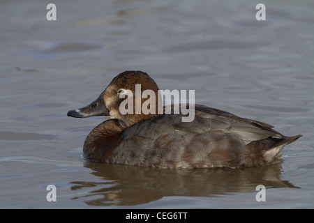 Gemeinsamen Tafelenten (Aythya 40-jähriger), erwachsenes Weibchen schwimmen auf dem Wasser, Slimbridge, Gloucestershire, England, Januar Stockfoto