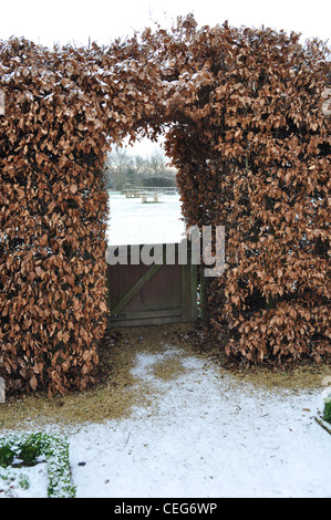 Beech Hedge Ryton Gärten Stockfoto