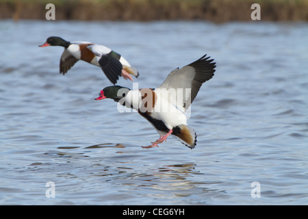 Common Shelduk (Tadorna tadorna), erwachsenes Paar bei der Landung auf dem Wasser, Slimbridge, Gloucestershire, England, Januar Stockfoto