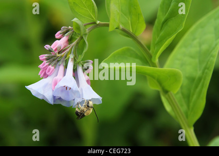 Virginia Bluebells Blume. Mit Honigbiene. Cincinnati Nature Center. Cincinnati, Ohio, USA. Mertensia Virginica. Stockfoto