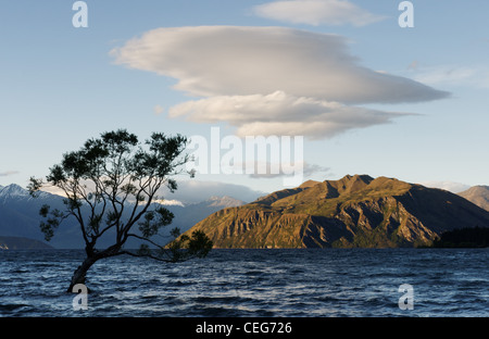 Ein kleiner Baum auf einem Felsen im Lake Wanaka, Neuseeland Wanaka Stockfoto