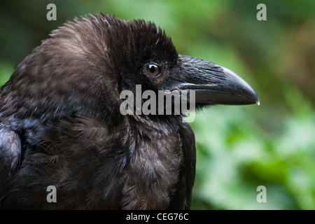 Kolkrabe, Northern Raven oder Corvus Corax in Winkel Seitenansicht - horizontales Bild Stockfoto