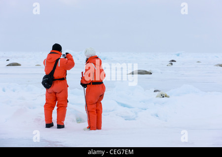 Touristen mit Harp Seal pup auf Eis, Iles De La Madeleine, Kanada Stockfoto