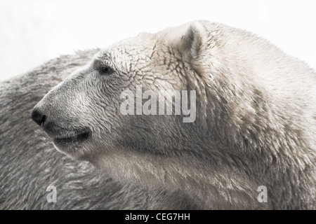 Porträt von Eisbären auf der Suche nach hinten - horizontal Stockfoto