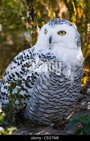 Weibliche Schneeeule oder Bubo Scandiacus sitzen auf dem Boden mit Herbst Farben im Hintergrund Stockfoto