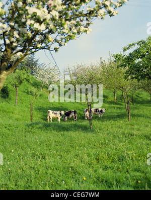 Milchkühe in französischer Obstgarten im Frühjahr Normandie Frankreich Stockfoto