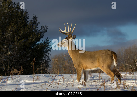 White-tailed Buck im winter Stockfoto