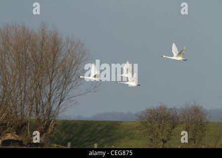 Bewick ´s Schwan (Cygnus Columbianus, SSP. Bewickii), Familiengruppe, im Flug, Slimbridge, Gloucestershire, England, Januar Stockfoto