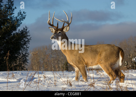 White-tailed Buck im winter Stockfoto