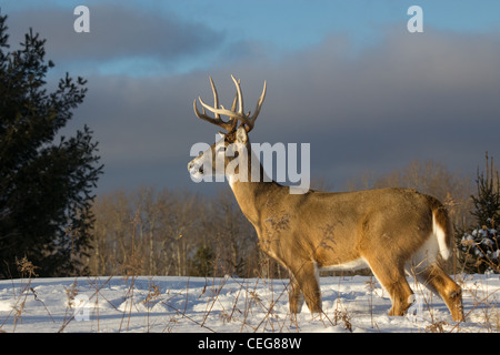 White-tailed Buck im winter Stockfoto