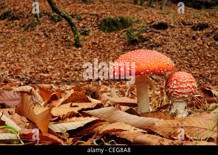 Fly Agaric (Amanita Muscaria) im Kastanienwald (Castanea Sativa) Stockfoto