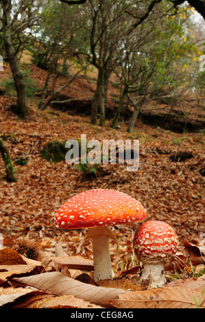 Fly Agaric (Amanita Muscaria) im Kastanienwald (Castanea Sativa) Stockfoto