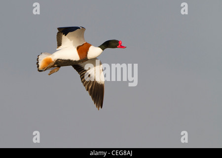 Common Shelduk (Tadorna tadorna), männlicher Erwachsener im Flug, Slimbridge, Gloucestershire, England, Januar Stockfoto