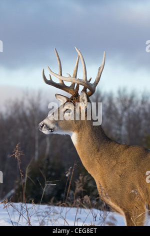 White-tailed Buck im winter Stockfoto