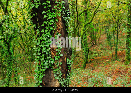 Laubwald. Galicien, Spanien Stockfoto