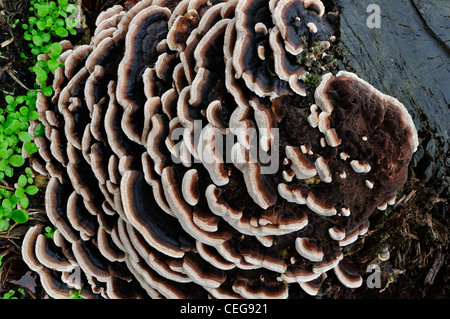 Holz Pilze Trametes versicolor auf einem Baumstumpf Stockfoto