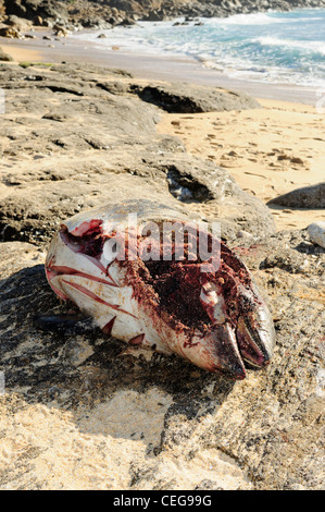 Toten Schweinswal (Phocoena Phocoena) gespült. Stockfoto