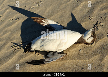 Toten Common Murre oder gemeinsame Guillemot (Uria Aalge) Stockfoto