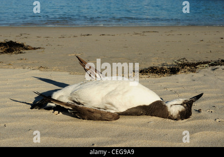 Toten Common Murre oder gemeinsame Guillemot (Uria Aalge) Stockfoto