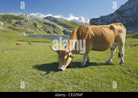 Asturische Tal Rinder, Lago Ercina Gletschersee, Seen von Covadonga in den Picos de Europa, Asturien, Spanien Stockfoto