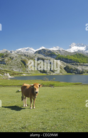 Asturische Tal Rinder, Lago Ercina Gletschersee, Seen von Covadonga in den Picos de Europa, Asturien, Spanien Stockfoto