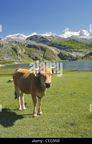 Asturische Tal Rinder, Lago Ercina Gletschersee, Seen von Covadonga in den Picos de Europa, Asturien, Spanien Stockfoto