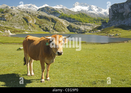 Asturische Tal Rinder, Lago Ercina Gletschersee, Seen von Covadonga in den Picos de Europa, Asturien, Spanien Stockfoto