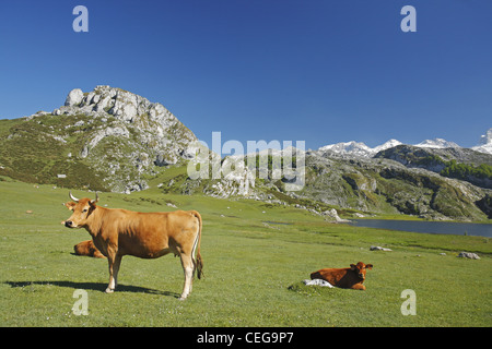 Asturische Tal Rinder, Lago Ercina Gletschersee, Seen von Covadonga in den Picos de Europa, Asturien, Spanien Stockfoto