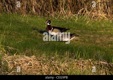 Männliche und weibliche Holz Enten im Frühjahr Stockfoto