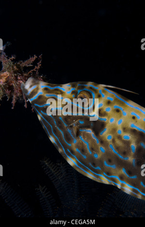 Feilenfisch Porträt unter Wasser genommen an der Wand von Siladen, Indonesien Stockfoto