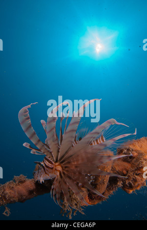 Eine Naheinstellung Weitwinkel Bild ein Rotfeuerfisch (Pterois Volitans) mit klaren, blauen Wasser im Hintergrund und Sunburst auf der Oberseite. Stockfoto