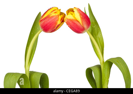 Zwei gelb-rote Tulpen mit Wasser fällt auf weißem Hintergrund Stockfoto