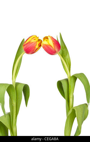 Zwei gelb-rote Tulpen mit Wasser fällt auf weißem Hintergrund Stockfoto