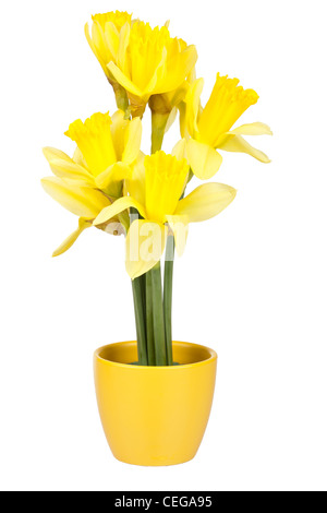 Oster-Deko mit Narzissen in den Blumentopf Stockfoto