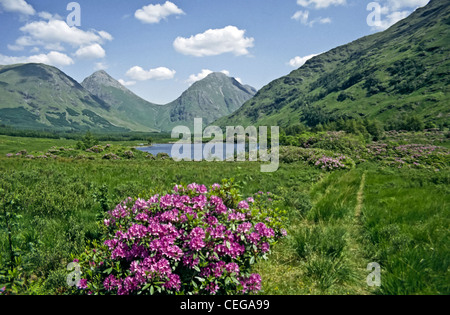 Frühsommer Blick auf Glen Coe Hügel von Glen Etive in Schottland mit Rhododendren blühen am Lochan Urr Stockfoto